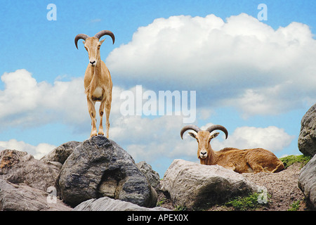 Zwei Ziegen, Weiblich, stehend auf Felsen, mit Blick auf Viewer, Männlich, sitzen auf den Felsen in der Nähe, blauer Himmel und geschwollenen Wolken. Stockfoto