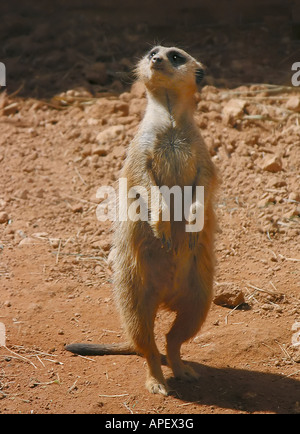 Erdmännchen auf Hinterbeinen, vollständig aufrecht stehend auf aufmerksam die Seite, auf der rötlichen Erde. Stockfoto