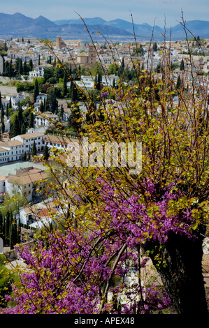 Spanien-Andalusien-Granada-Alhambra-Palast blühenden Baum und die Stadt von den Generalife Gärten Stockfoto