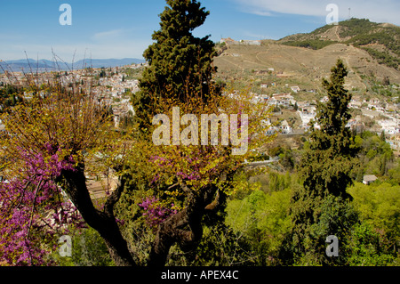 Spanien-Andalusien-Granada-Alhambra-Palast blühenden Baum und dem Sacromonte Hügel aus den Gärten des Generalife Stockfoto