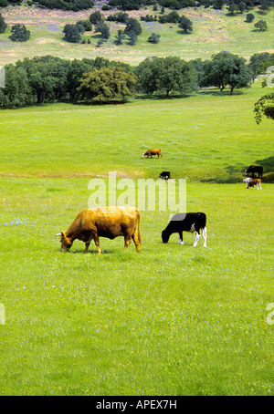 Kühe, gelb und schwarz, mit niedrigen Bäumen im Hintergrund in pastoralen aussehende Wiese weiden. Stockfoto