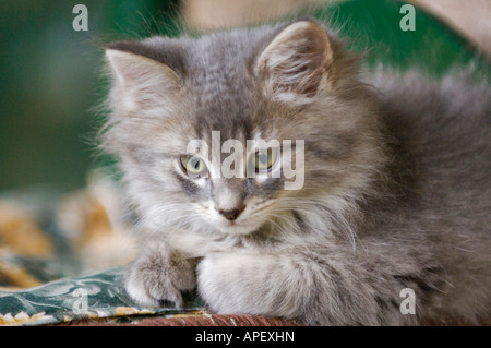 Nahaufnahme von grau Tabby Kitten Stockfoto