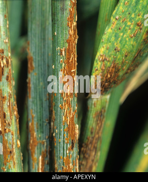 Schwarzer Stamm Rost Puccinia Graminis Infektion auf ein Weizen stammen USA Stockfoto