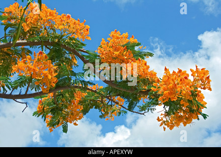 Gelbe Delonix Regia Royal Flamboyant Baum Poinciana Stockfoto