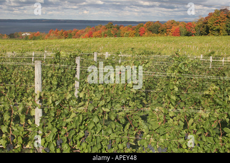 Michigan, MI, mich, Upper Midwest, Old Mission Peninsula, Traverse City, Weinberg, Weinberge, Traube, Anbau, Landwirtschaft, Land, Land, Land Stockfoto