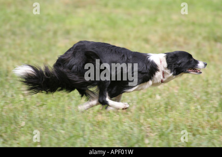 Üppige Border-Collie laufen Stockfoto