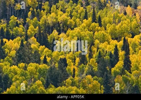 Detail der Herbst Aspen Bäume und Fichten am Berg Seite Sneffels Bereich Ouray County Colorado Stockfoto