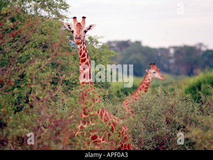 Giraffen, Tsavo East Nationalpark, Kenia, Afrika Stockfoto