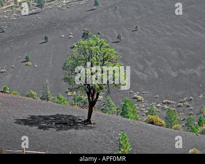 Einsamer Baum an der Basis der Sunset Crater Volcano, AZ aus vulkanischer Asche und Asche wachsen. Stockfoto