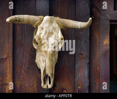 Kuh Kopf Skelett mit Hörnern an alten hölzernen Wand hängen. Stockfoto