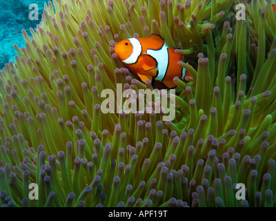 Westlichen Clownfisch Amphiprion Ocellaris in Anemone Agincourt Reef Great Barrier Reef Nord-Queensland-Australien Stockfoto