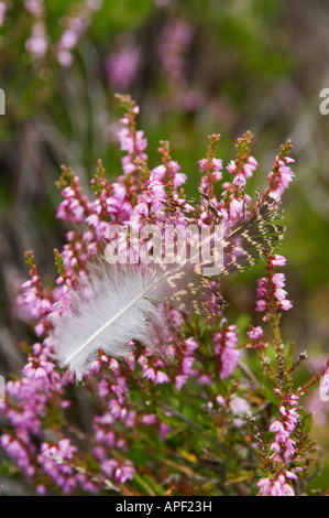 Feder aus einem Moorschneehühner stecken in blühende Heide in der Nähe von Aviemore Schottland Stockfoto