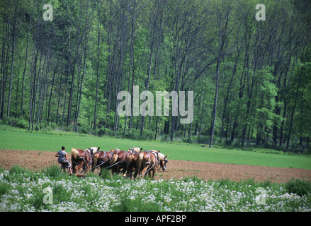 Amische Frau Pflügen mit Pferdegespann, Holmes County, Ohio Stockfoto