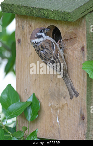 BAUM-SPATZ PASSANT MONTANUS ERWACHSENEN KLAMMERTE SICH AN DER VORDERSEITE DES NISTKASTEN WESTWALES Stockfoto