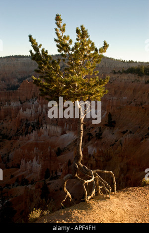 USA Utah Bryce Canyon Nat PK Borste Kegel Baum mit freiliegenden Wurzeln Sunrise Point bei Sonnenuntergang