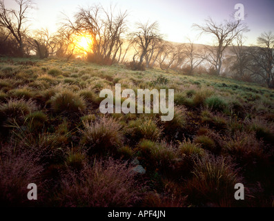 Nebel und schwere Tau an einem Sommermorgen im Kosciuszko-Nationalpark, New South Wales Australien Stockfoto
