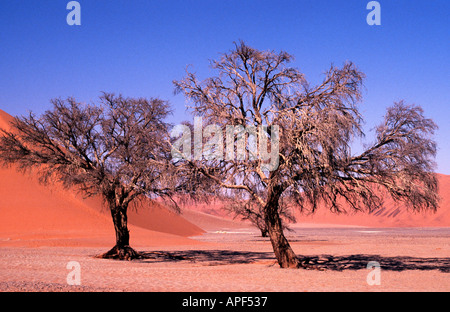 Blattlose Bäume und roten Sanddünen in toten Baum Pfanne in Sossusvlei in Namibia-Namib-Nakluf-Nationalpark. Stockfoto