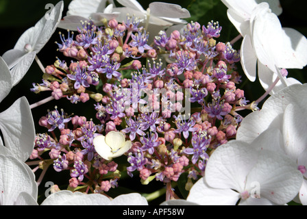 EICHENBLATT-HORTENSIE, HORTENSIA, MOPKOPF, POM, KNOSPEN & BLUMEN Stockfoto