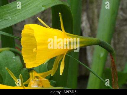 Hoop Petticoat Narzisse Blume in voller Blüte in einem Garten in England Cheshire Vereinigtes Königreich Großbritannien Stockfoto