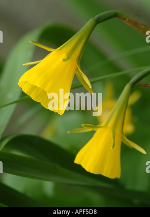 Hoop Petticoat Narzisse Blumen in voller Blüte in einem Garten in England Cheshire Vereinigtes Königreich Großbritannien Stockfoto