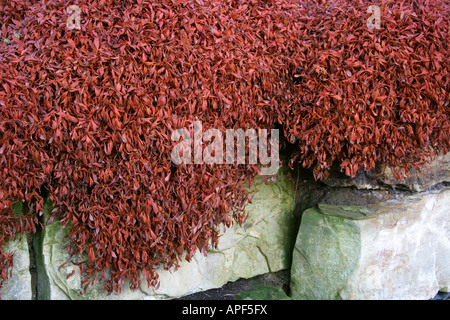 Alpine Knotweed aka Alpine Bistort im Winter, Persicaria vivipara, Polygonaceae Stockfoto