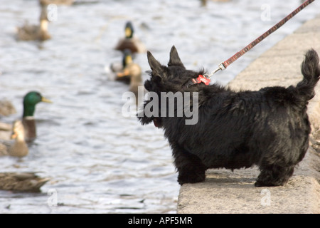 Scottish Terrier und Enten im Boston Public Garden. PR Stockfoto