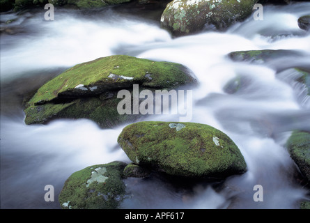 Frühling regnet Fluss vorbei an Moos bedeckt Felsen entlang Roaring Fork in Great Smoky Mountains Nationalpark Tennessee Stockfoto