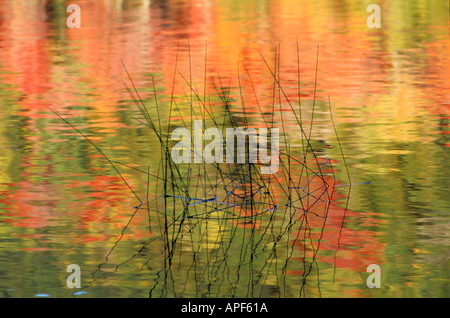 Farben des Herbstes Wald reflektieren Blase Teich Acadia National Park Bar Harbor Maine Stockfoto