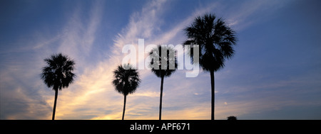 Sonnenuntergang hinter Sabal Palmen entlang der Florida Bay in Florida Everglades Nationalpark Stockfoto