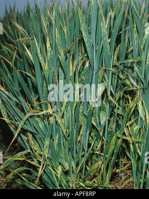 Gelb oder Streifen Rost Puccinia Striiformis Var Striiformis Infektion auf Weizen Vielzahl Sleipner Stockfoto