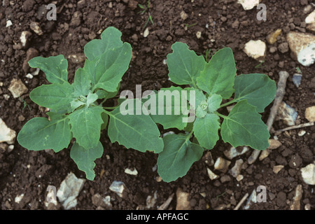 Sämlinge von Quinoa Chenopodium Quinoa als Korn Ersatz in der Küche Stockfoto