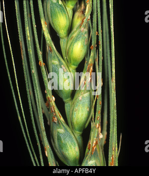 Schwarzer Stamm Rost Puccinia Graminis auf Weizen Ohr und Körner USA Stockfoto