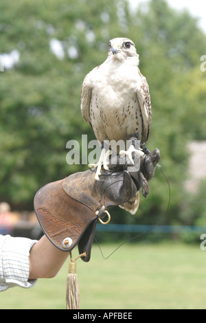 Falknerei-Anzeige in Lydiard Park Swindon Wiltshire Stockfoto