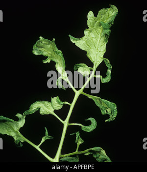 Farn Blatt ein Symptom auf Tomaten-Gurken-Mosaik-virus Stockfoto