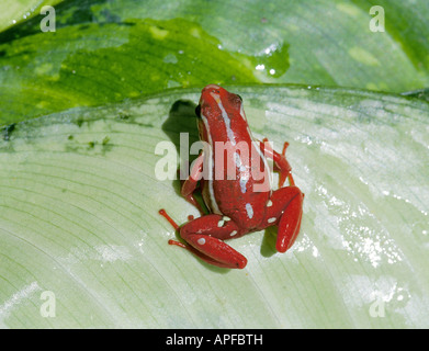 Eine Ansicht eines Epipedobates tricolor oder Phantasmatische Poison dart Frog gemeinsame im Regenwald von Peru und Ecuador Stockfoto