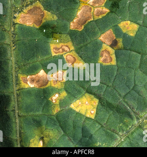 Winkelfleck (Pseudomonas syringae lachrymans) Läsionen auf einem Squashblatt Stockfoto