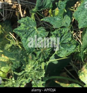 Gurken-Mosaik-Virus CMV verzerrt hinterlässt auf Gurken-Pflanze Stockfoto