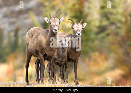 Eine Familie von Bighorn Sheep Stockfoto