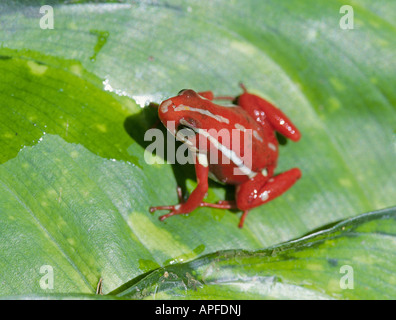 Eine Ansicht eines Epipedobates tricolor oder Phantasmatische Poison dart Frog gemeinsame im Regenwald von Peru und Ecuador Stockfoto