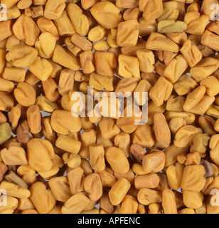 Bockshornklee Samen als Gewürz in der Küche Stockfoto