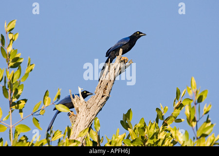 Violett-backed Jay Cyanocorax Beecheii San Blas Nayarit Mexiko 20 Januar Erwachsene Rabenvögel Stockfoto