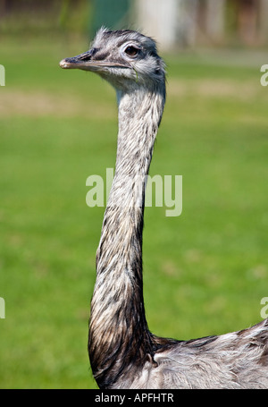 Südamerikanische größere Rhea "Rhea Americana" hautnah an Kopf und Hals. Stockfoto