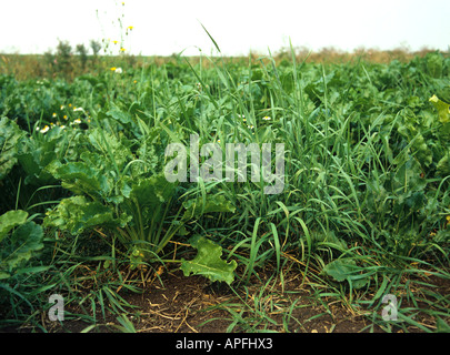 Couch oder Zucken Agropyron Repens Blüte in einer jungen Zuckerrüben-Ernte Stockfoto