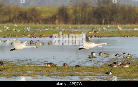 Bewick ´s Schwan oder Tundra Schwan Cygnus Bewickii zwei überfliegen überschwemmte Felder an Slimbridge Stockfoto