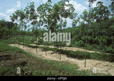 Unreife Gummibäume in neue Plantage Malaysia Stockfoto