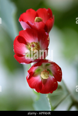 Frameworks, Blüte Ahorn, chinesische Glocke Blume, chinesische Laterne, Malve oder indische Malve, Frameworks "Herzblut", Malvaceae Stockfoto