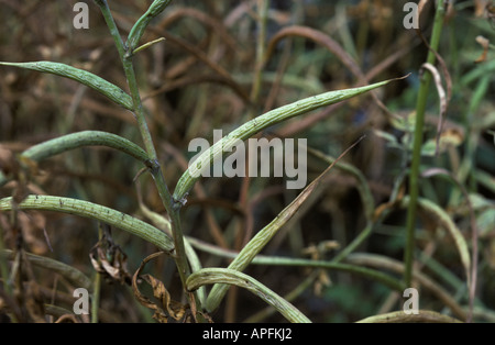 Bockshornklee Trigonella Foenum Graecum Pflanze im pod Stockfoto
