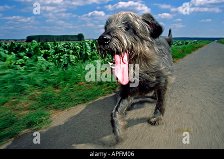 Hund-Schnauzer Mischling laufen in der Natur auf der Spur über die Felder keuchend seine Zunge hing aus seinem Mund Stockfoto