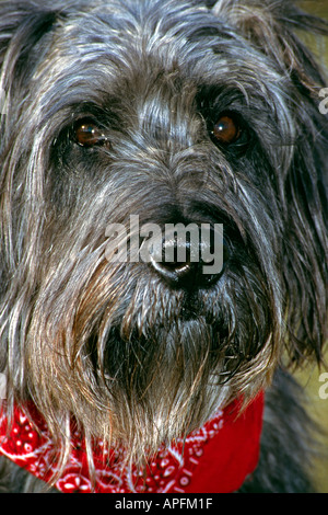 Porträt von einem Hund gemischten Schnauzer mit einem roten Schal Blick auf Gesicht Stockfoto