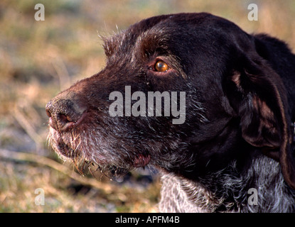 Hund-Porträt der Deutsch Drahthaar auf Rasen keuchend Seitenansicht von Kopf Stockfoto